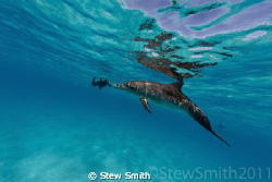 snorkelling with dolphins is so fun, but really hard work. by Stew Smith 
